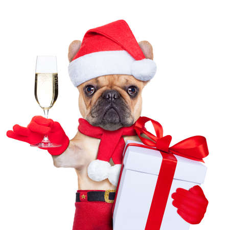 santa claus christmas dog toasting cheers with champagne glass , isolated on white background