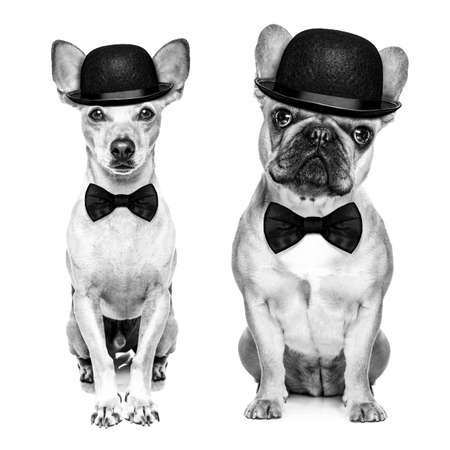 comedian classic couple of dogs wearing a bowler hat and black tie isolated on white background.In black and white retro look
