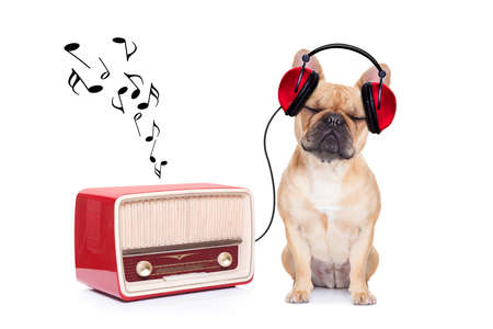 fawn bulldog dog listening music, while relaxing and enjoying the sound of an old retro radio, isolated on white background Фото со стока