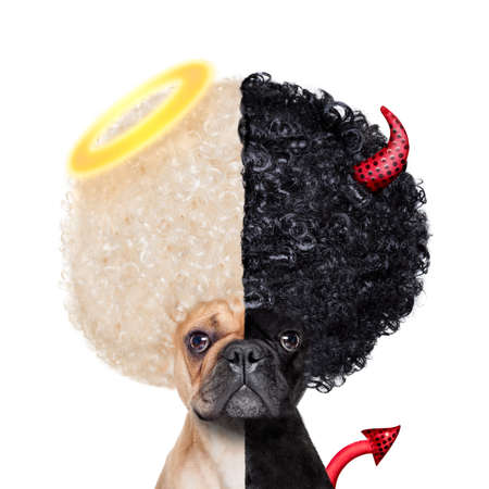 天使と悪魔の子鹿フレンチ ブルドッグ犬の権利間決定と間違って 良いか悪い 分離並べて白い背景の上に座っています の写真素材 画像素材 Image 天使と悪魔の子鹿フレンチ ブルドッグ犬の権利間決定と間違って 良いか悪い 分離並べて白い背景の上に座っています の写真素材 画像素材 Image