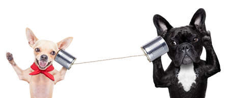Couple of dogs talking on the can phone, isolated on white background Stock Photo