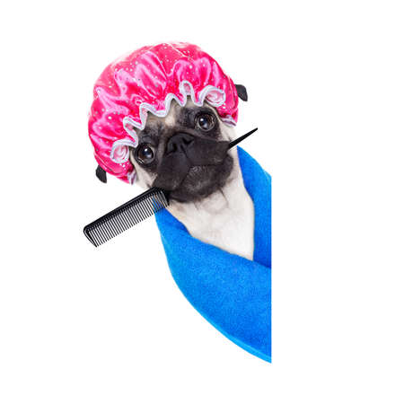 pug cane pronto a fare un bagno o una doccia indossando una cuffia e un asciugamano isolato su sfondo bianco dietro un cartello in bianco vuoto o un