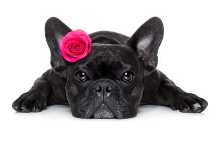 French bulldog dog looking and staring at you ,while lying on the ground or floor, with a valentines rose on head and on floor, isolated on white background,