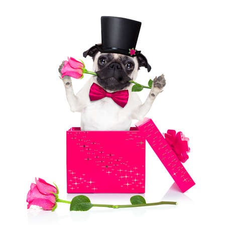 Pug dog with valentines day rose in mouth , jumping out of a present or gift box , as surprise, isolated on white background