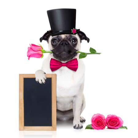 Pug dog looking and staring at you , with a valentines rose in mouth,holding empty blank blackboard or placard, isolated on white background