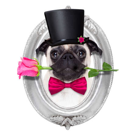 Pug dog looking and staring at you , with a valentines rose in mouth, isolated on white background, inside a frame on the wall