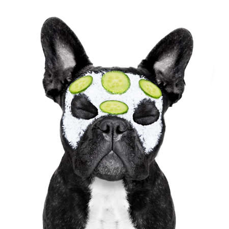 フレンチ ブルドッグ犬美容マスク スパ ウェルネス センターでリラックスし 保湿クリーム マスクと目を閉じて眠っているキュウリとフェイシャルトリートメントを取得 の写真素材 画像素材 Image