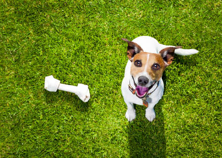 Jack Russell Hund Mit Besitzer Mit Leckerchen In Der Hand Jack Russell Hund Mit Besitzer Mit Leckerchen In Der Hand