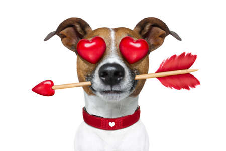 ジャック ラッセル テリア顔文字または絵文字犬面白い愚かな叫びと笑って 白い背景で隔離 舌を突き出して の写真素材 画像素材 Image