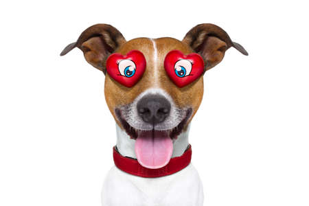 ジャック ラッセル テリア顔文字または絵文字犬面白い愚かな叫びと笑って 白い背景で隔離 舌を突き出して の写真素材 画像素材 Image