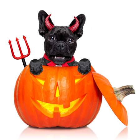 ハロウィン カボチャ魔女フレンチ ブルドッグ犬カボチャの中に扮した悪い悪魔 白い背景で隔離 の写真素材 画像素材 Image