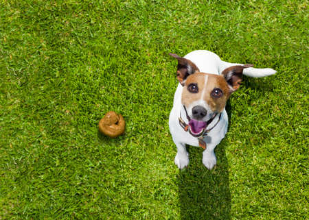 64220377-jack-russell-dog-guilty-for-the-poop-or-shit-on-grass-and-meadow-in-park-outdoors.jpg?ver=6