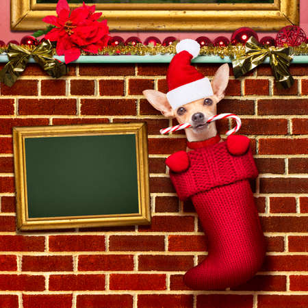 chihuahua dog inside xmas stockings or socks for christmas holidays hanging at the wall of - Xmas Stockings chihuahua dog inside xmas stockings or socks for christmas holidays hanging at the wall of - Xmas Stockings