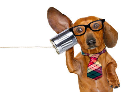 Boss or business dachshund or sausage dog listening with one ear very carefully on the tin phone or telephone, isolated on white background Stock Photo