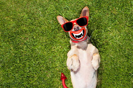 チワワ犬は ハロウィーンのための幽霊 怖いと不気味な公園で草原の草の上に横たわっている の写真素材 画像素材 Image