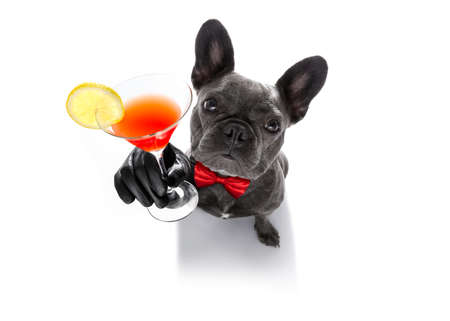 Drunk french bulldog dog cheering a toast with martini cocktail drink , looking up to owner , isolated on white background Фото со стока