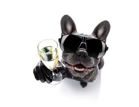Cool drunk french bulldog dog cheering a toast with cocktail drink , looking up to owner , isolated on white background