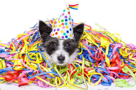 Chien Caniche S Amusant Et Une Fete Avec Des Serpentins En Serpentin Pour La Fete D Anniversaire Ou Du Nouvel An Portant Un Chapeau Isole Sur Fond Blanc Banque D Images Et Photos Libres De Chien Caniche S Amusant Et Une Fete Avec Des Serpentins En Serpentin Pour La Fete D Anniversaire Ou Du Nouvel An Portant Un Chapeau Isole Sur Fond Blanc Banque D Images Et Photos Libres De
