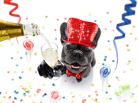 French bulldog dog celebrating new years eve with owner and champagne glass isolated on serpentine streamers and confetti
