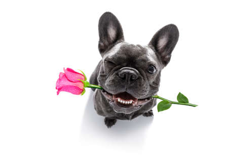 Funny french bulldog dog,in love,looking up to owner with pink rose in mouth for valentines day , isolated on white background, one eye closed