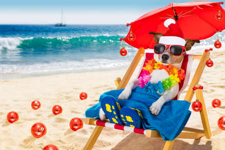 jack russell dog in hammock beach chair on summer christmas vacation holidays with red santa - Summer Christmas jack russell dog in hammock beach chair on summer christmas vacation holidays with red santa - Summer Christmas