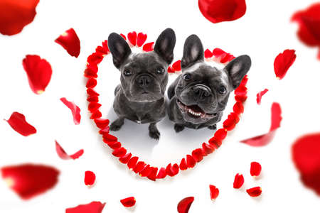 Couple of french bulldog dogs in love for happy valentines day with petals and rose flower , looking up in wide angle