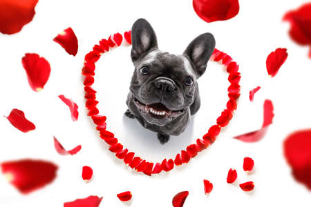 French bulldog dog in love for happy valentines day with petals and rose flower , looking up in wide angle
