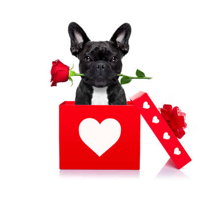 French dog in love for happy valentines day with rose flower in mouth , isaolated on white background petals flying around in air Фото со стока