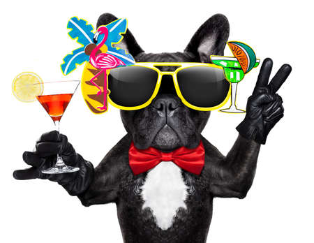 French bulldog dog holding martini cocktail glass ready to have fun and party and get drunk , isolated on white background