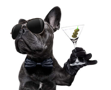 Cool drunk french bulldog dog cheering a toast with martini cocktail drink , looking up to owner , isolated on white background