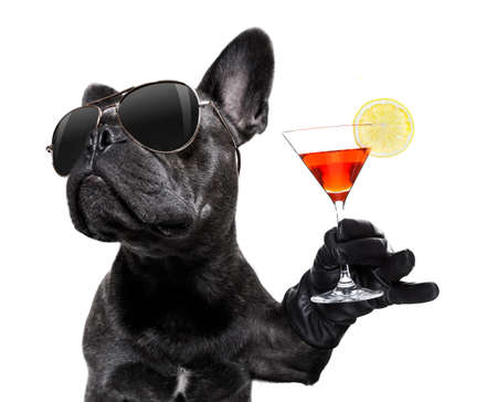 Cool drunk french bulldog dog cheering a toast with martini cocktail drink , looking up to owner , isolated on white background