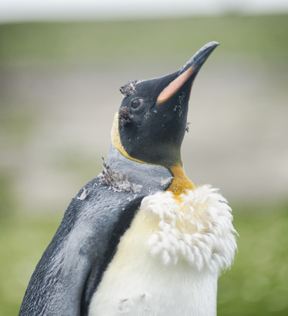 Chick king penguin at Volunteer Point, Falkland Islands