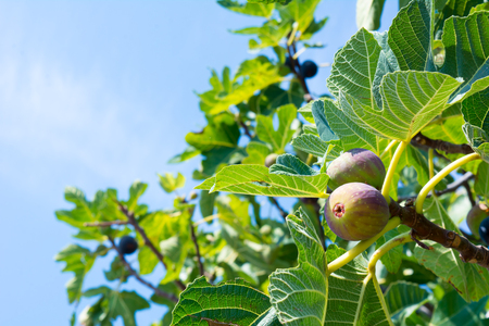 Close up of fig tree in summer on blur background