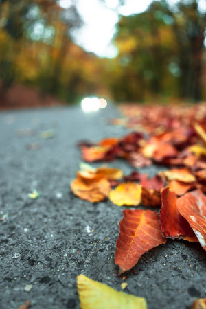 A beautiful picture of a leaf fall focusing on the yellow red leaves lying on the asphalt Stock Photo