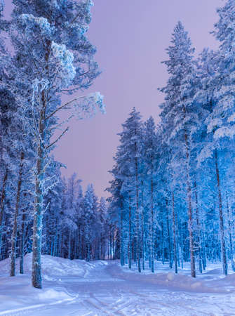 snowy christmas nordic forest model picturesque www