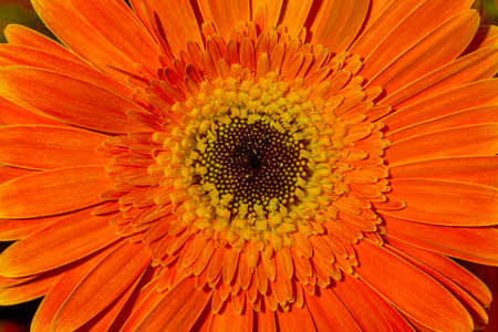 3 つの花 オレンジ 赤 ピンク 背景 3 つの花の美しさ 3 ガーベラ デイジーの花のクローズ アップの眺め の写真素材 画像素材 Image 1945 3 つの花 オレンジ 赤 ピンク 背景 3 つの花の美しさ 3 ガーベラ デイジーの花のクローズ アップの眺め の写真素材 画像素材 Image 1945