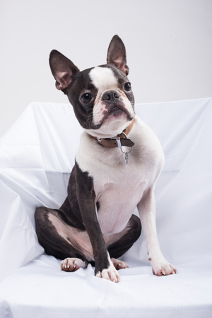 白い紙の上に白いスタジオで隔離された美しい若いボストンテリア犬 ボストンテリア犬は 大きなとがった耳を持っており 非常にかわいいです の写真素材 画像素材 Image
