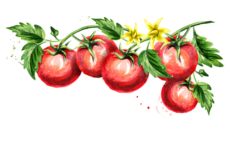 葉と花の枝に熟したトマト 水彩ハンド描き横イラスト 白い背景に隔離 の写真素材 画像素材 Image