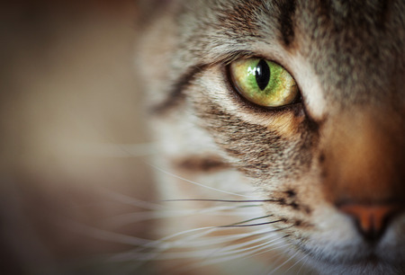 Closeup of tabby cat face. Fauna background