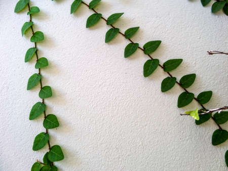 Grünes Blatt Grenze, Isolieren Von Pflanzen An Der Wand Im Garten ... Grünes Blatt Grenze, Isolieren Von Pflanzen An Der Wand Im Garten ...