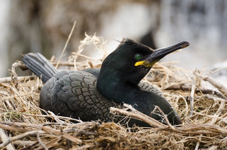 Meeresvogel Lizenzfreie Fotos Bilder Und Stock Fotografie Image 86529912