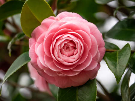 Are there roses in japan