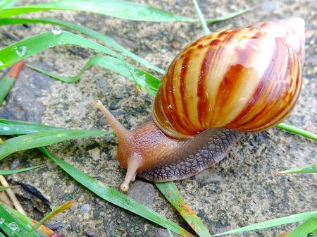 野生巨大なアフリカ アオミオカタニシ マイマイ マイマイ の写真素材 画像素材 Image
