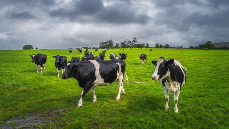 Herd of cows or cattle on fresh green field or pasture with dark, moody sky in background. curious cow looking at camera, county tipperary, ireland Banco de Imagens
