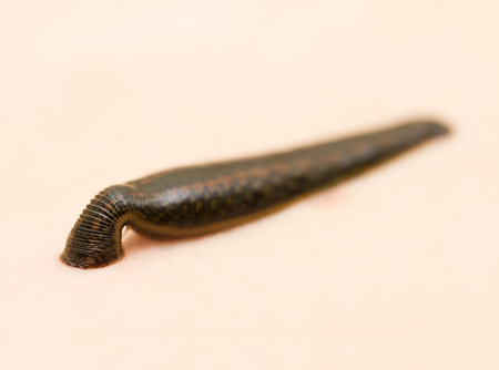 薬効がある蛭 Hirudo 部紀要 の写真素材 画像素材 Image 薬効がある蛭 Hirudo 部紀要 の写真素材 画像素材 Image