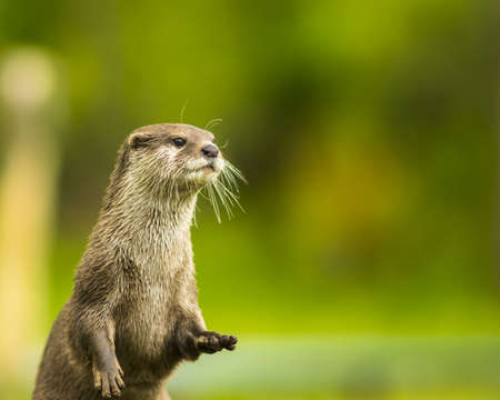 10 570 Loutre Imagenes Y Fotos 123rf 10 570 Loutre Imagenes Y Fotos 123rf