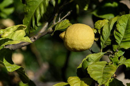 Lemon among the leaves hanging on a branch of a fruit tree, liguria, italy