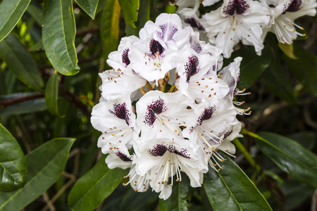 白いツツジの花の大規模なトラスは 深いワイン紫の斑点 の写真素材 画像素材 Image 白いツツジの花の大規模なトラスは 深いワイン紫の斑点 の写真素材 画像素材 Image
