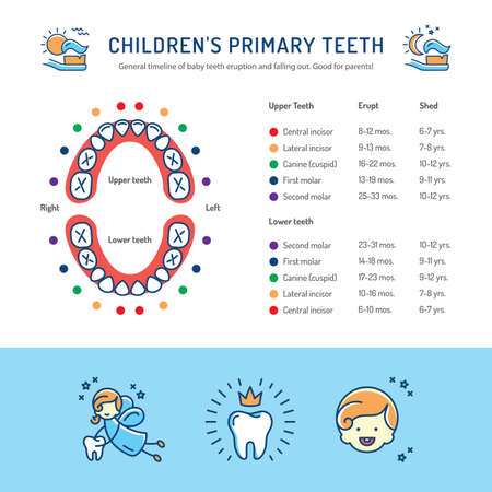 primary tooth chart