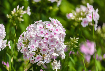 満開の白い庭芝桜 クサキョウチクトウ の写真素材 画像素材 Image 満開の白い庭芝桜 クサキョウチクトウ の写真素材 画像素材 Image